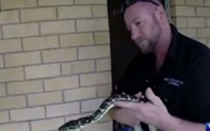 Snake undergoes C-section in Australia to remove ... a teddy bear